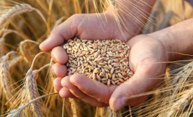 Правительство России прорабатывает изменение квоты на экспорт зерна