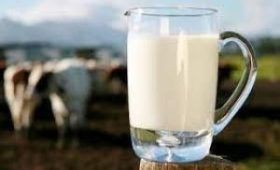 Коровье молоко может ускорить рассеянный склероз