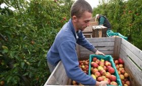 Эх, яблочко: Польша начинает рубить сады, пытаясь в Колумбию продать, что остается