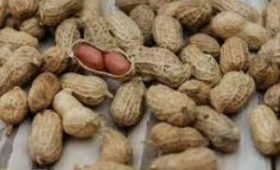 Аллергия на арахис может защищать от коронавируса