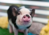 Новое исследование: На свиней и лошадей влияют эмоции в человеческом голосе