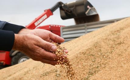 Россия диктует цены на пшеницу всему миру, кроме собственных булочных